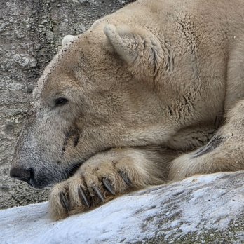Tierpark Hellabrunn - Zoos Near Me - Munich, BY Tierpark Hellabrunn - Zoos Near Me - Munich, BY