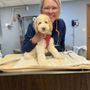 Photo of South Mill Veterinary Clinic