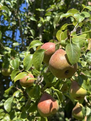 Brickmaiden Breads by null