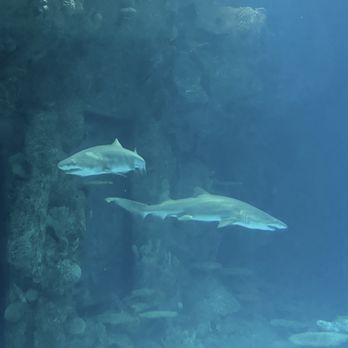Shark Reef Aquarium at Mandalay Bay - Aquariums Near Me - Las Vegas, Nevada