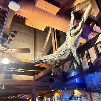 Austin's Cattle - Gator decor in bar area - New American Near Me - Valdosta, Georgia Austin's Cattle - Gator decor in bar area - New American Near Me - Valdosta, Georgia