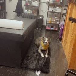 Mystic Body - Our suite with suite dog Brutus!