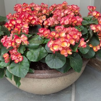 Keystone Gardens Inc - a potted plant with red and yellow flowers - Gardeners Near Me - Wayne, Pennsylvania
