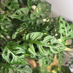 Evergreen Gene's - Adansonii leaves