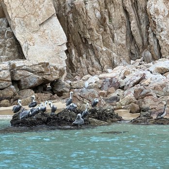 Pezgato - Snorkeling Near Me - Cabo San Lucas, BCS Pezgato - Snorkeling Near Me - Cabo San Lucas, BCS