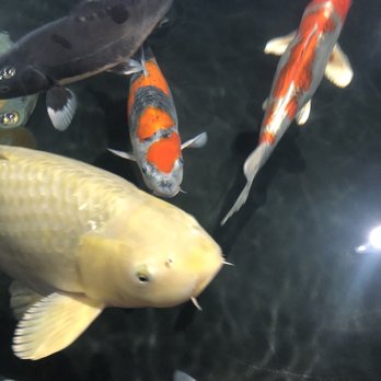 Demi Koi - Local Fish Stores Near Me - Temple City, California Demi Koi - Local Fish Stores Near Me - Temple City, California