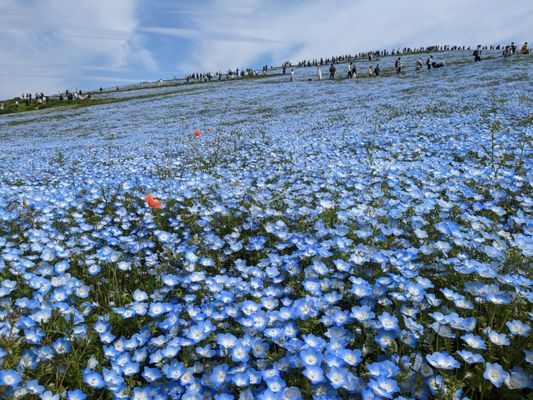 Hitachi Seaside Park by null