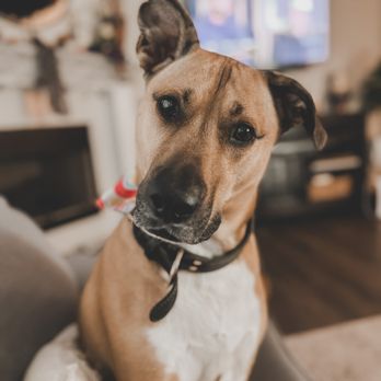 Wags and Whiskers - Liberty! - Pet Sitting Near Me Wags and Whiskers - Liberty! - Pet Sitting Near Me
