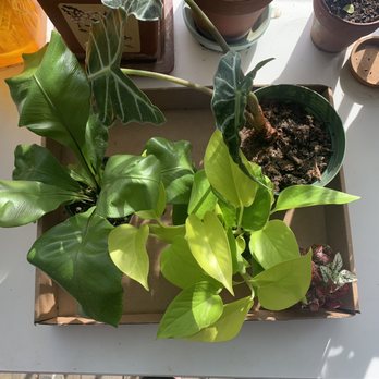 Plants by Post - Nurseries & Gardening Near Me - Campbell, California