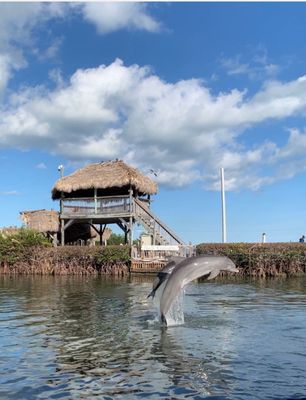 Dolphin Research Center by null
