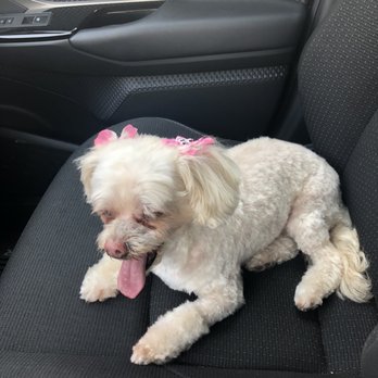 K Pet Grooming - Pet Groomers Near Me - Simi Valley, California K Pet Grooming - Pet Groomers Near Me - Simi Valley, California
