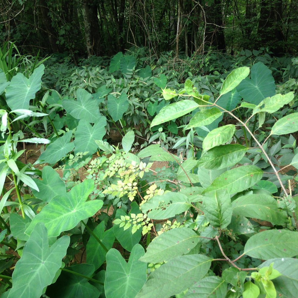 Pearl River Swamp Tours - Tours Near Me - Slidell, Louisiana Pearl River Swamp Tours - Tours Near Me - Slidell, Louisiana