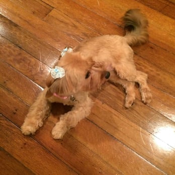 Luzy's Dapper Dog - Pet Groomers Near Me - Lynbrook, New York Luzy's Dapper Dog - Pet Groomers Near Me - Lynbrook, New York