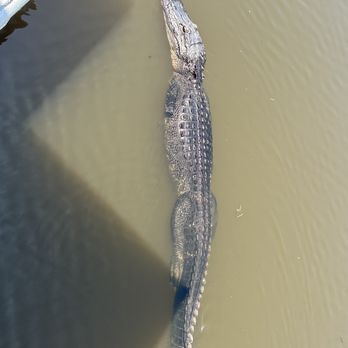 Ultimate Swamp Adventures - Tours Near Me - Westwego, Louisiana
