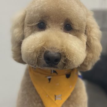 The Doggie Spa - Pet Groomers Near Me - Huntington Beach, California