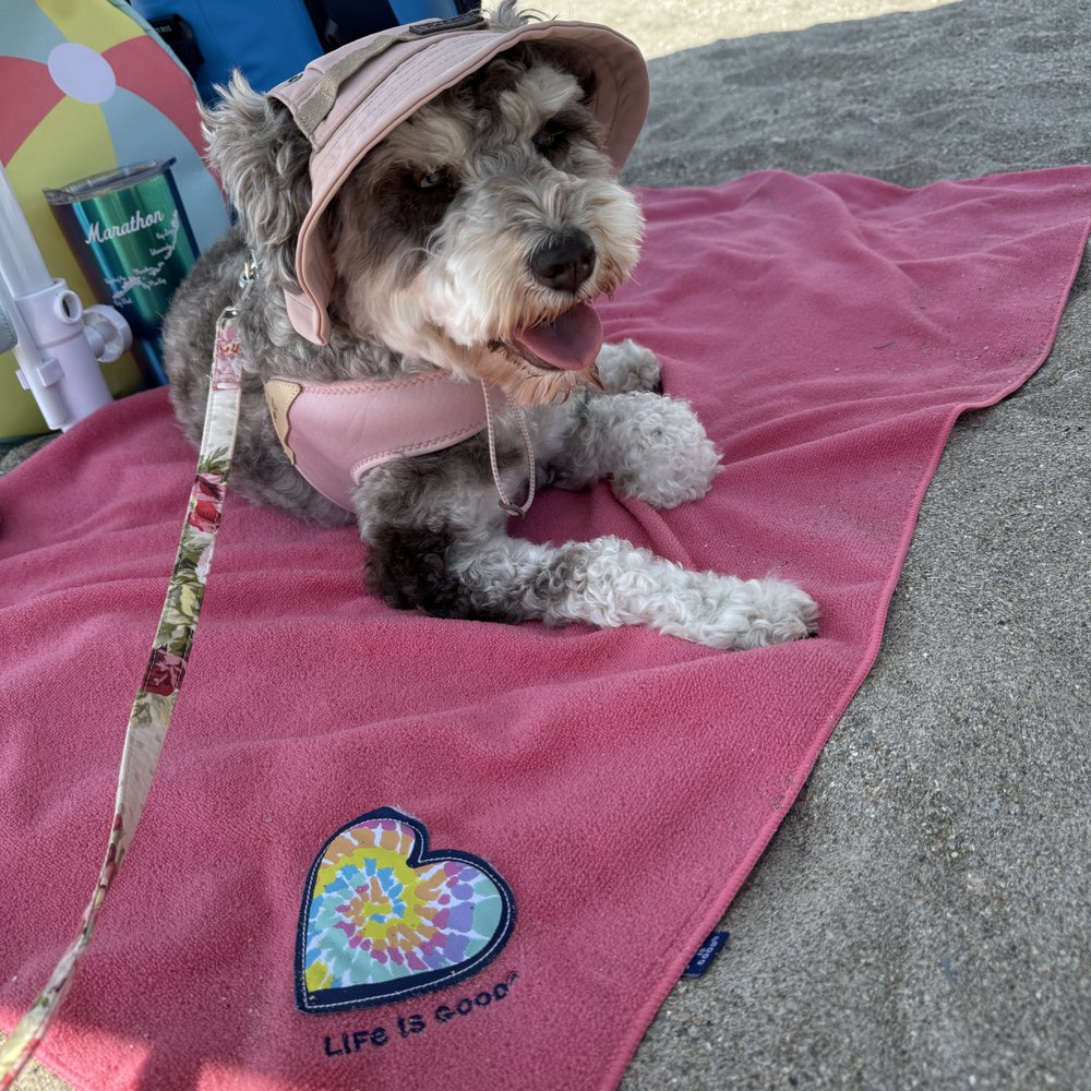 Bark Avenue - This is the before. She needed a trim for our next beach trip! - Pet Groomers Near Me - Cedar Park, Texas Bark Avenue - This is the before. She needed a trim for our next beach trip! - Pet Groomers Near Me - Cedar Park, Texas
