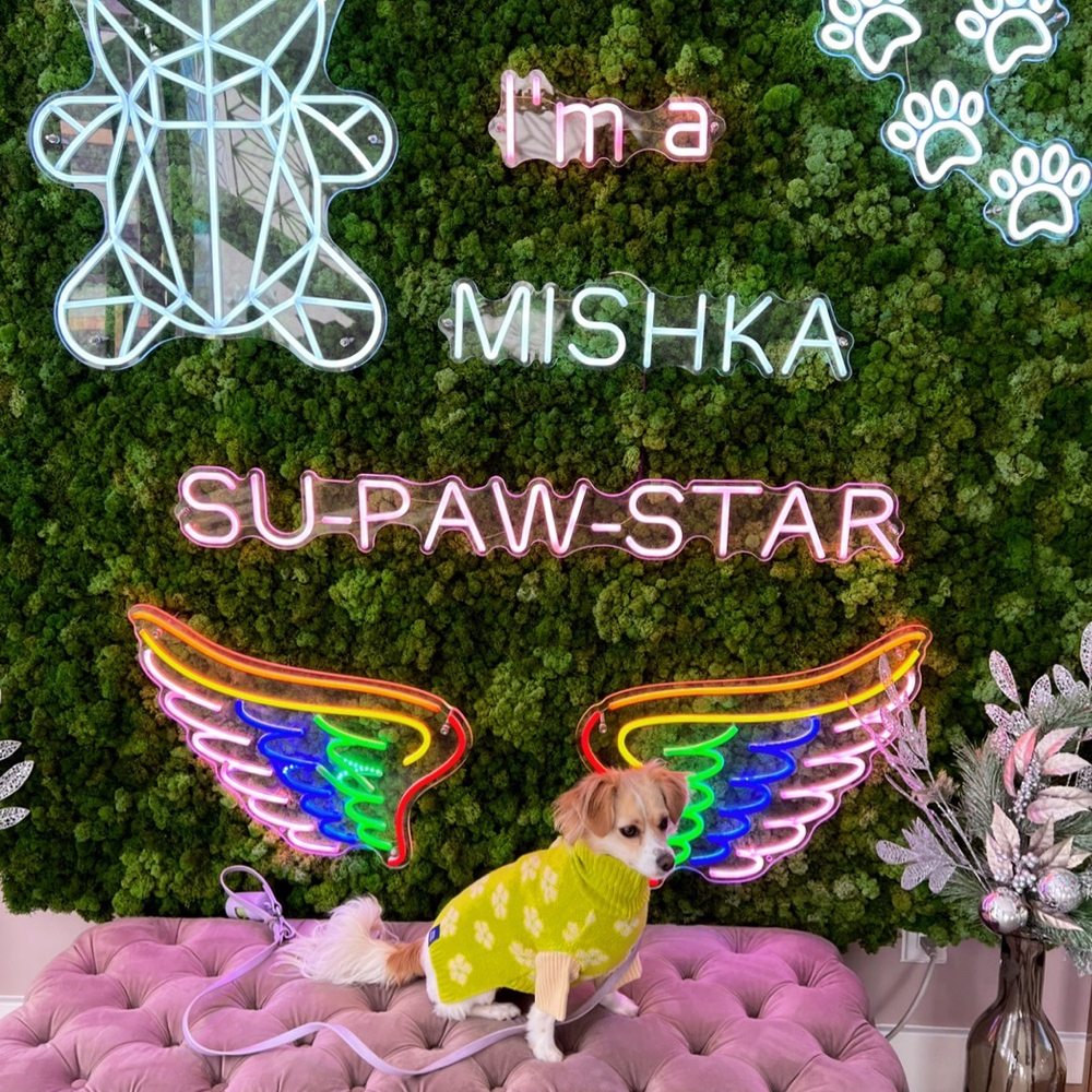 Mishka - Pet Stores Near Me - San Francisco, California Mishka - Pet Stores Near Me - San Francisco, California
