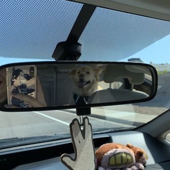 Poshy Paws - Picking her up from Poshy Paws grooming and daycare - Pet Groomers Near Me Poshy Paws - Picking her up from Poshy Paws grooming and daycare - Pet Groomers Near Me