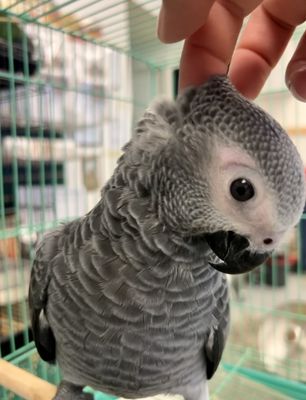 African Grey Parrots - We breed and hand raise both Congo & Timney African Grey Parrots! African Grey Parrots - We breed and hand raise both Congo & Timney African Grey Parrots!