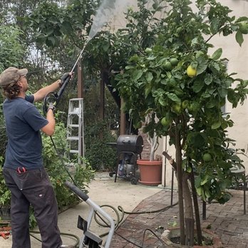 Nick House Gardening - Nick brought in beams to prop it up and blasted all the aphids off the leaves and added citrus tree fertilizer to promote healthy growth! - Gardeners Near Me - Los Angeles, California Nick House Gardening - Nick brought in beams to prop it up and blasted all the aphids off the leaves and added citrus tree fertilizer to promote healthy growth! - Gardeners Near Me - Los Angeles, California