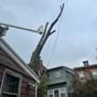 Photo of Hernandez Tree Service
