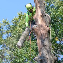 Nelson Tree Services