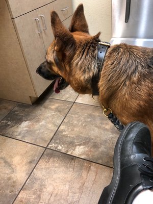 vca mccormick animal hospital