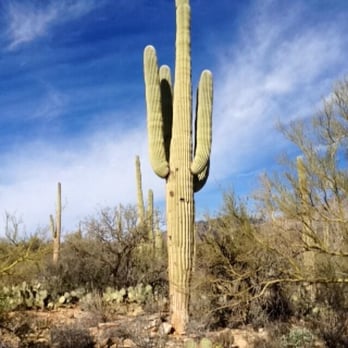 Sabino Canyon - Parks Near Me - Tucson, Arizona Sabino Canyon - Parks Near Me - Tucson, Arizona