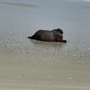 Corolla Wild Horse Tours - A horse laying down in water at the end of a hot day - Tours Near Me - Corolla, North Carolina