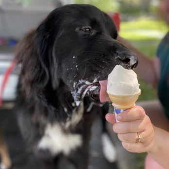 Frostie Freeze - Bear enjoying his pup cone! - Ice Cream & Frozen Yogurt Near Me - Fort Atkinson, Wisconsin