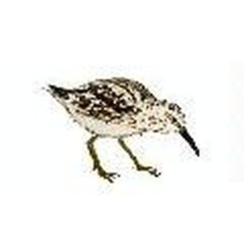 Sandpiper Import Service - Auto Repair Near Me - Eugene, Oregon