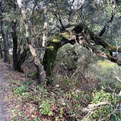 Junipero Serra Park - Rising Ember hike: https://www.risingemberfoundation.org