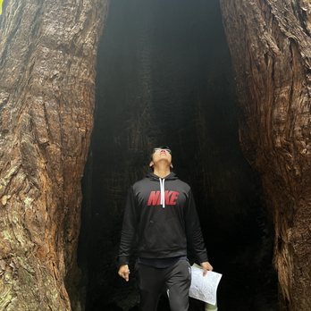 Hendy Woods State Park - Human in fire burned redwood tree - Parks Near Me - Philo, California