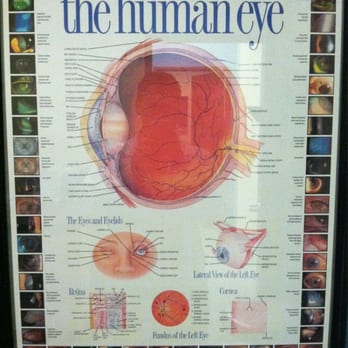 Optometry in The Square - Anatomy of an eye ball - Optometrists Near Me - Lakewood, California