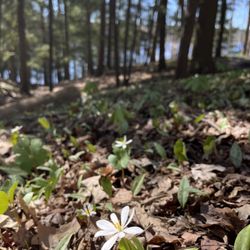 Big Rapids Affordable Tree Care - spring flower