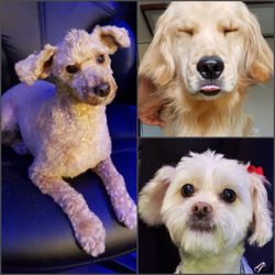 smarty pets mobile grooming