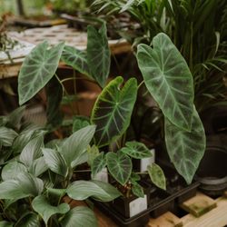 Pepper Greenhouses