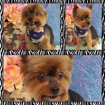 Top Dog Grooming Salon - Winnie - Pet Groomers Near Me - Bloomington, Illinois Top Dog Grooming Salon - Winnie - Pet Groomers Near Me - Bloomington, Illinois