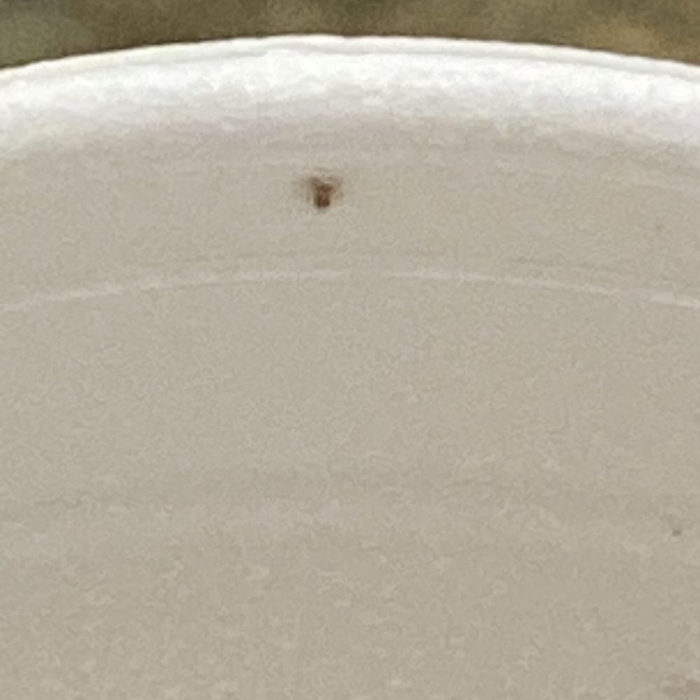 Bugs in soup