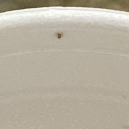 Bugs in soup