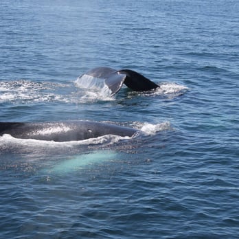 Dolphin Fleet - Boat Charters Near Me - Provincetown, Massachusetts