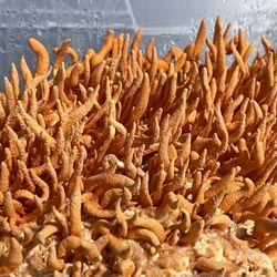 Mind Cap Mushrooms