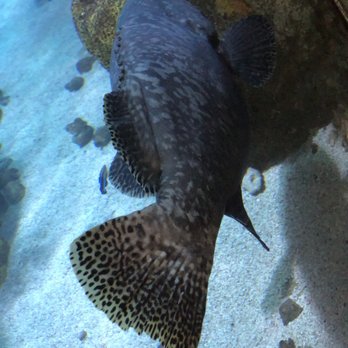 Downtown Aquarium - Museums Near Me - Denver, Colorado Downtown Aquarium - Museums Near Me - Denver, Colorado