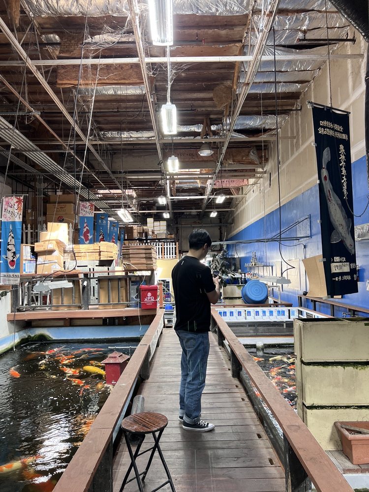 Genki Koi - koi in San Jose, CA