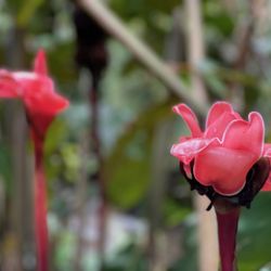 Awapuhi Adventures - Red Ginger in the tropical rainforest of Hana