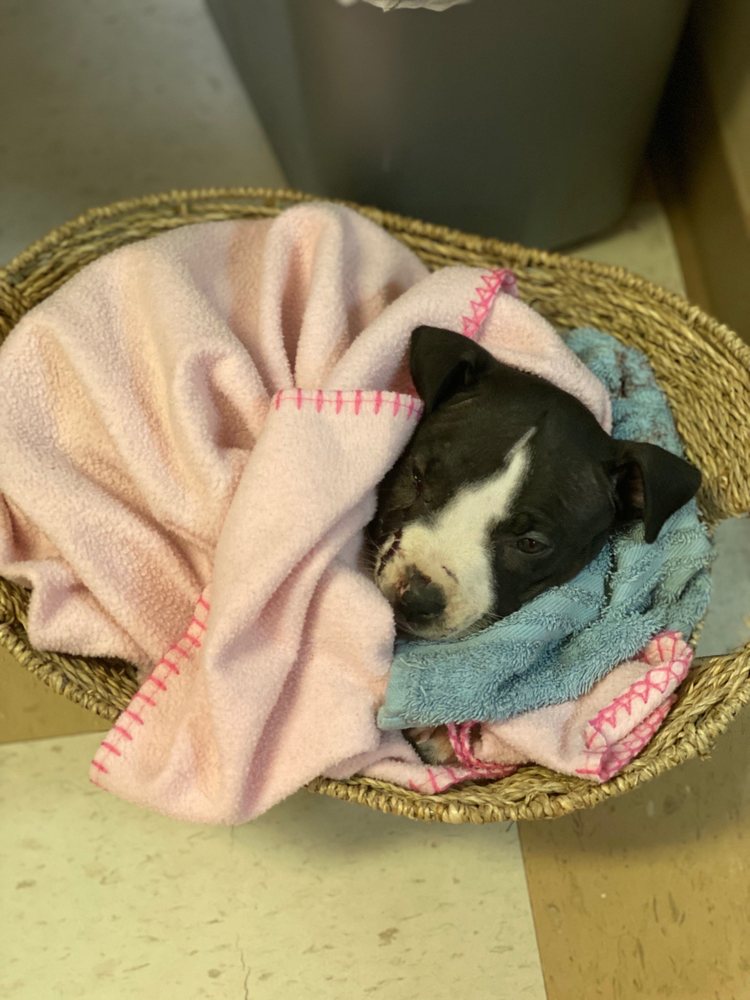 ANDERSON ANIMAL HOSPITAL Updated October 2024 1988 Hwy 127 South