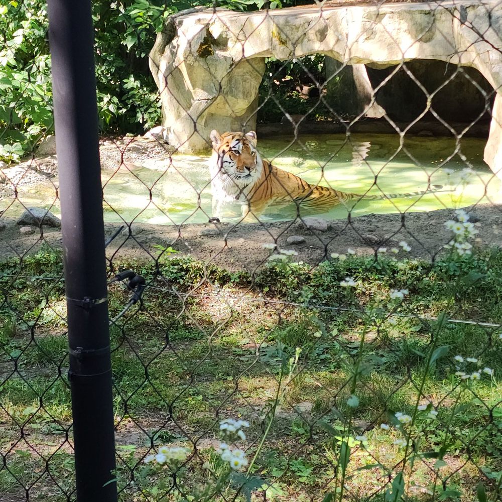 Amur tiger