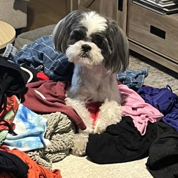 Pet Haven Grooming & Boutique  - Pet Groomers Near Me - Lighthouse Point, Florida