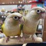 Photo of Pet Paradise