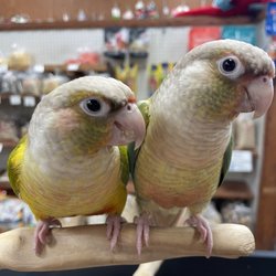 Pet Paradise - My little Lola and Lelo